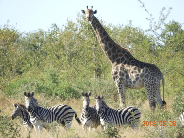 A giraffe and zebras standing in a grassy area.