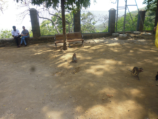 Monkeys in a park area.