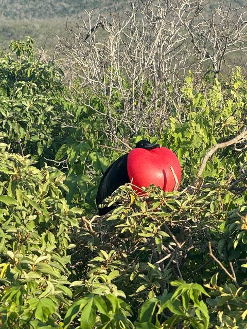       Bird with a bright red throat perched in green foliage.
  