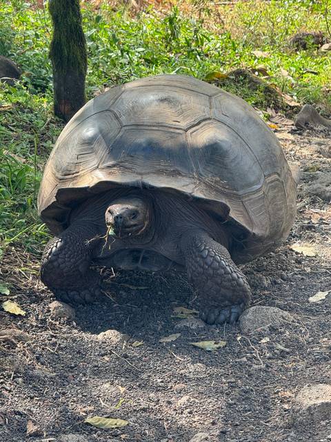       Large tortoise on the ground among leaves.
  