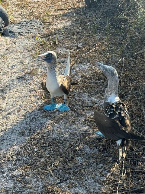       Two birds with distinctive blue feet on the ground.
  