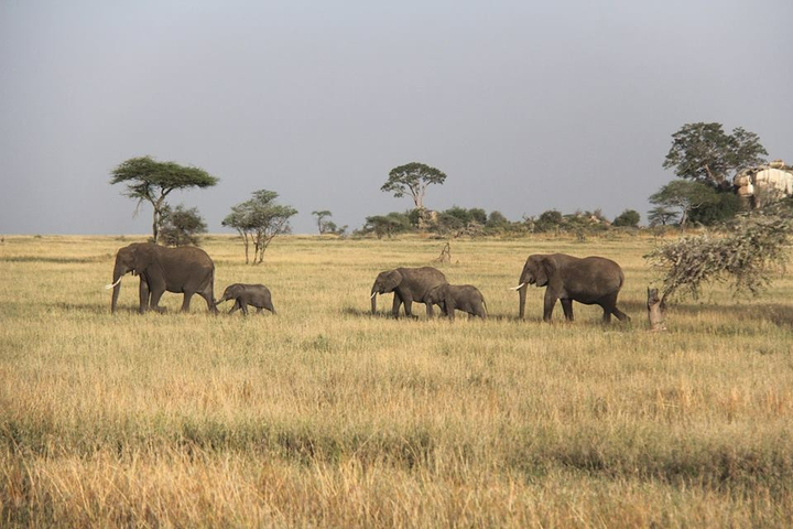 Klantbeoordelingsfoto van Avontuur in Kenia & Tanzania - incl. accommodatie 
