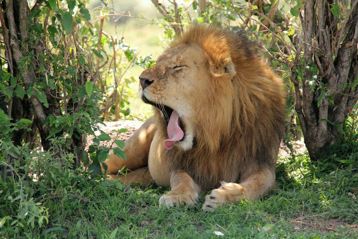 Yawning lion in a natural habitat.