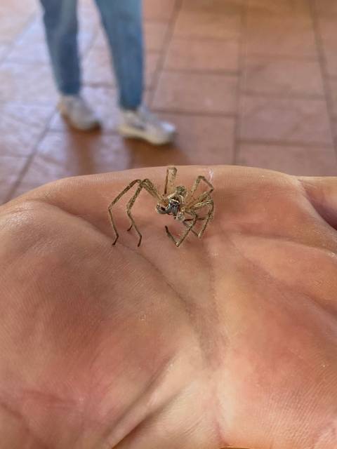Person holding a spider exoskeleton.
