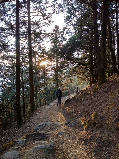 A person walking through a forest trail with sunlight filtering through the trees.