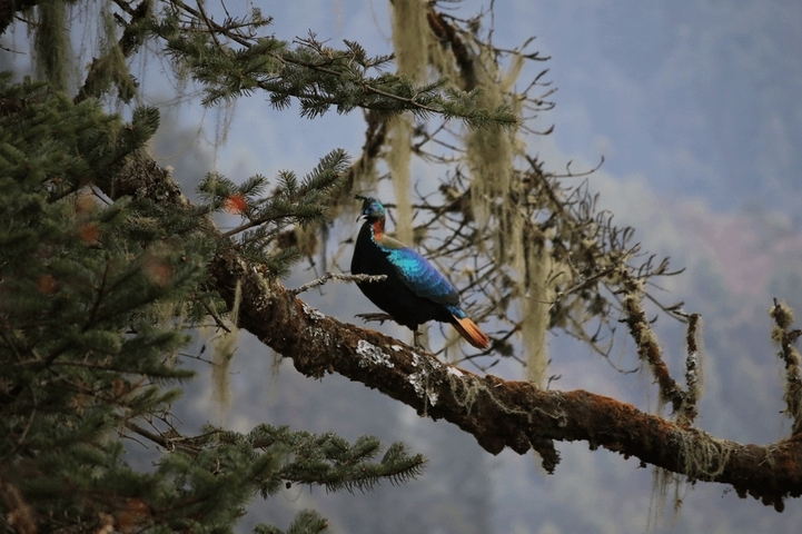       A bird perched on a tree branch in a forest.
  