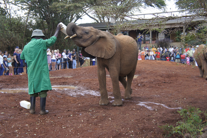 Elephant being fed by a person in a crowded area.