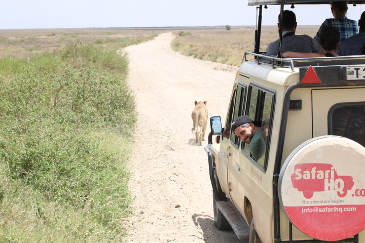 Safari vehicle on a dirt road with a lion walking ahead.