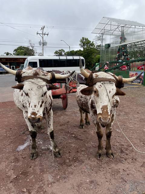      Two oxen pulling a cart on a dirt road.
  