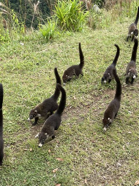       Group of coatis walking on grass.
  