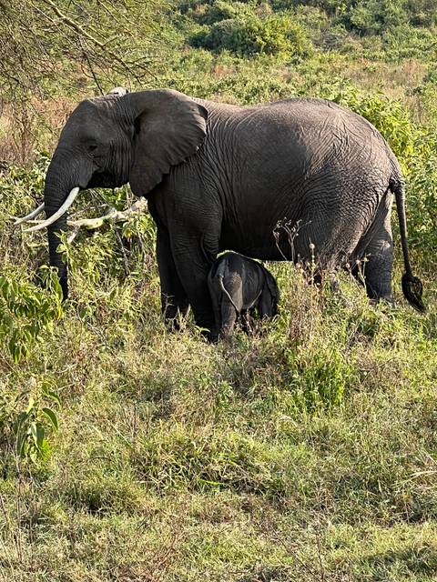 An elephant grazing in a field.