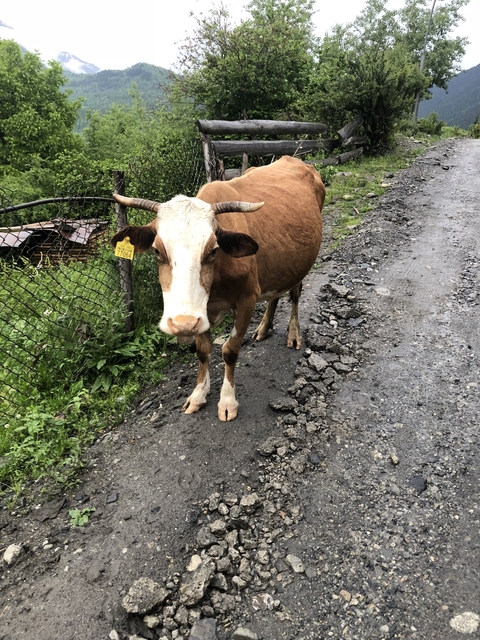       A cow standing on a dirt road next to a fence.
  