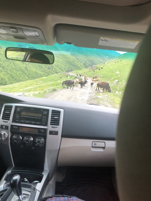       A view from inside a car showing a herd of cows on a dirt road in a hilly landscape.
  