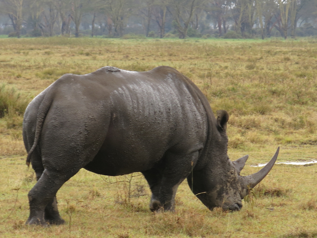 A rhino grazing in a grassy savannah.