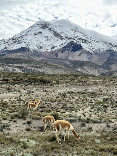 Grazing animals on a grassland with a snow-capped mountain in the background.