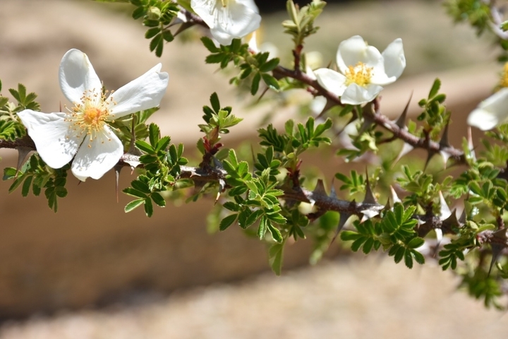 Close-up of white blossoms on a branch.