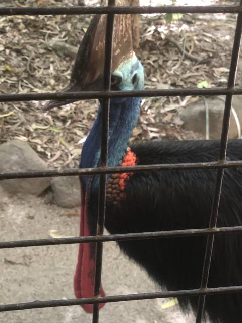 Cassowary behind a fence in a zoo