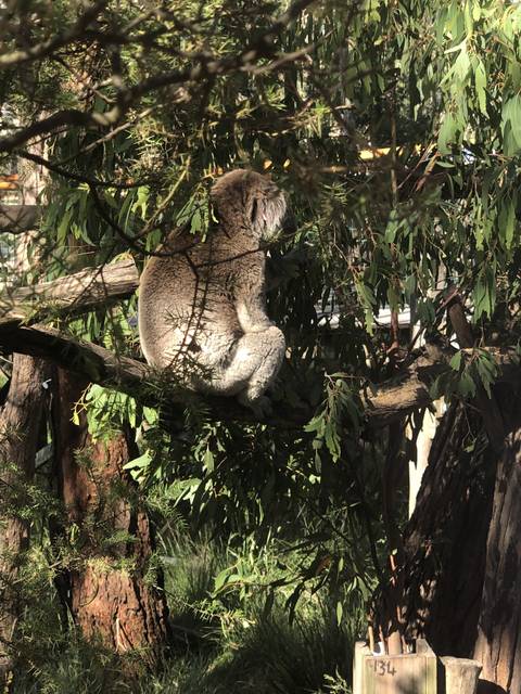       Koala sleeping in a tree
  