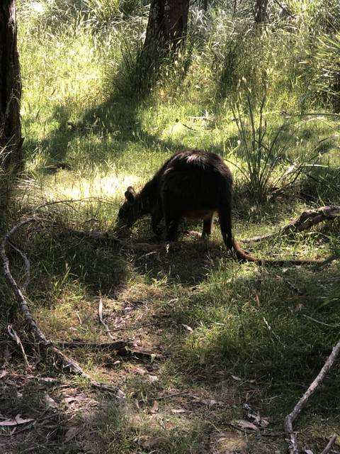       Dog roaming in a forest
  