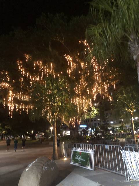       Trees adorned with fairy lights at night
  