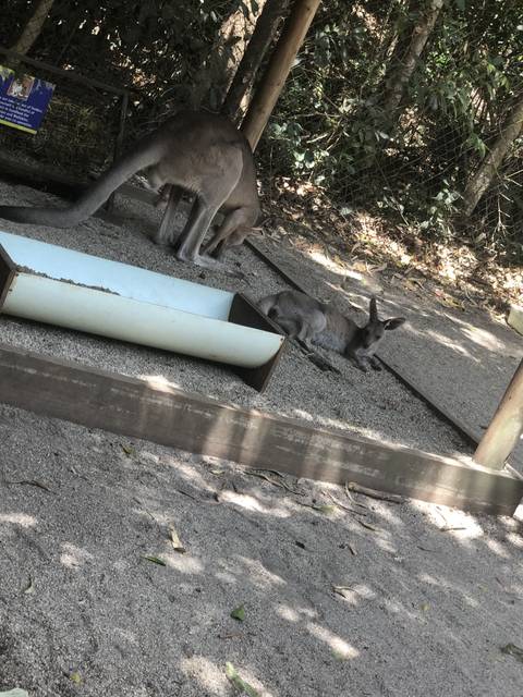 Kangaroo resting in a zoo