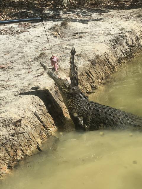       Crocodile being fed at a zoo
  