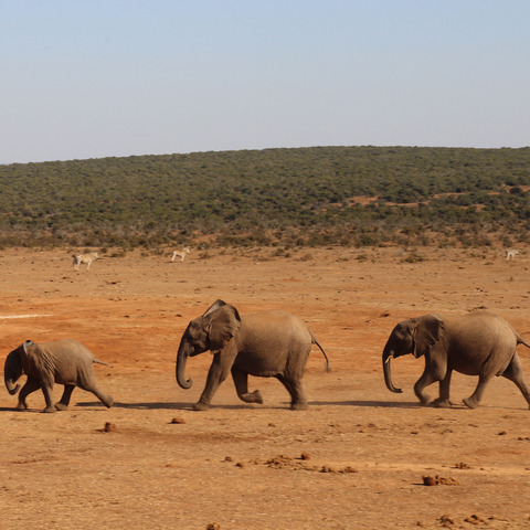 Three elephants walking across a dry landscape.