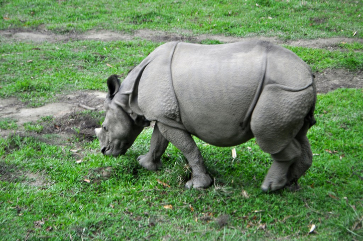       Rhinoceros walking on green grass.
  