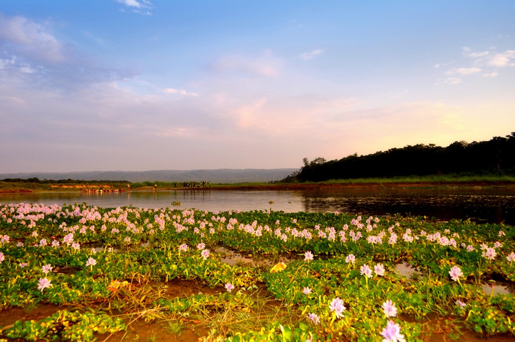       Colorful flowers and water lilies on a lake at sunset.
  