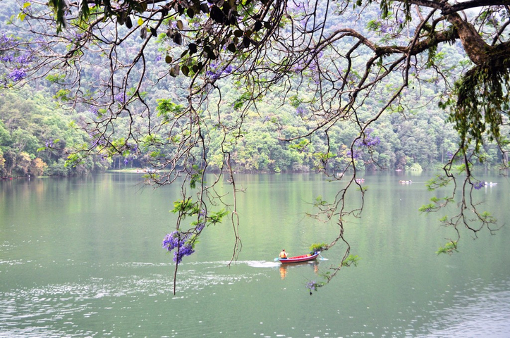       Solitary boat on a tranquil lake with overhanging branches.
  