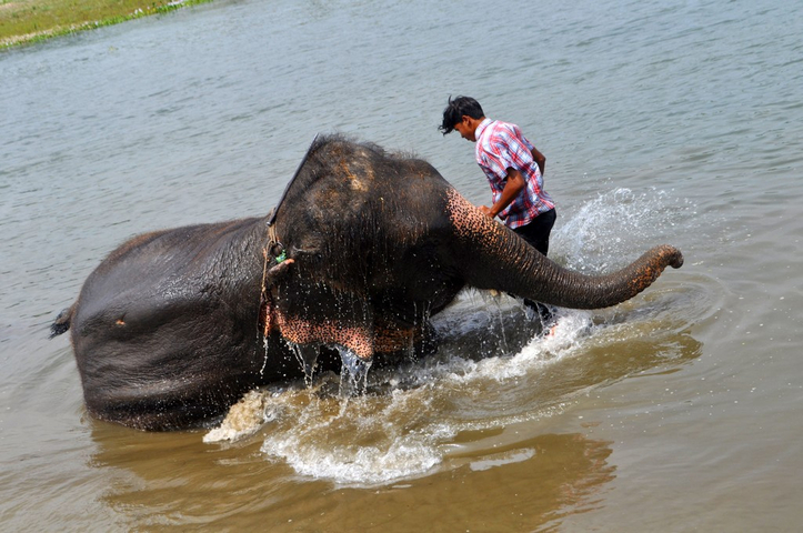      Person bathing an elephant in a body of water.
  