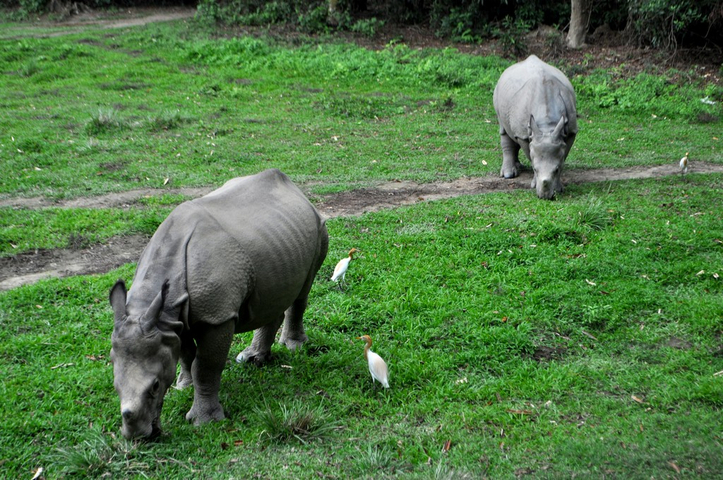       Two rhinoceroses grazing on grass with a few birds.
  