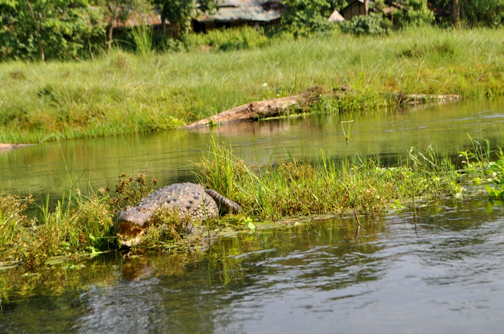       A crocodile resting on the bank of a lush green river.
  