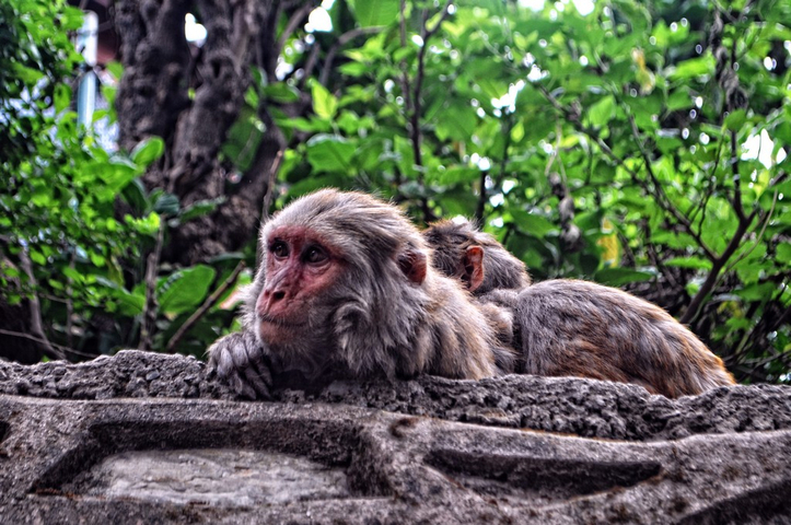       Monkeys resting on a stone ledge surrounded by greenery.
  