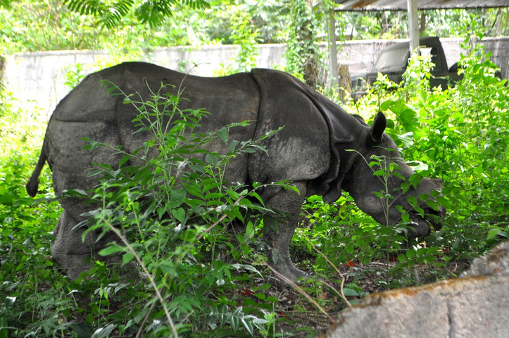 Rhinoceros grazing among dense greenery.