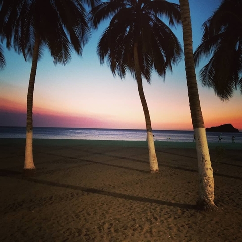 Palm trees on a beach during sunset.