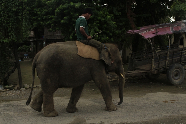 Person riding an elephant on a dirt road.