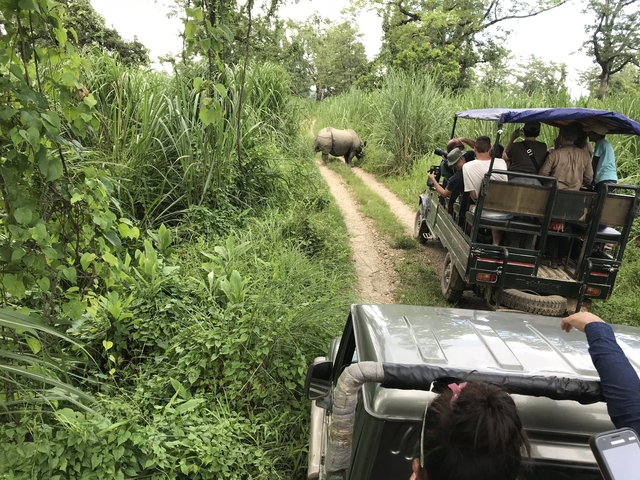 Wildlife safari with a rhinoceros on a dirt path.