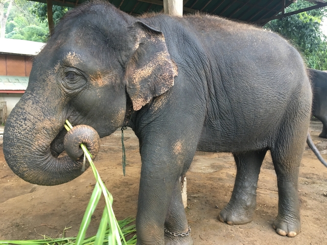 Close-up of an elephant eating with its trunk.