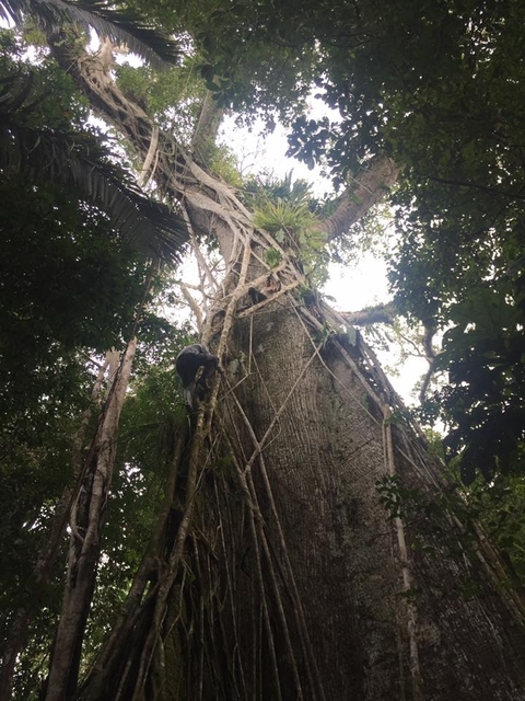       4 Days 3 Nights on Pacaya Samiria National Reserve customer review photo 
  