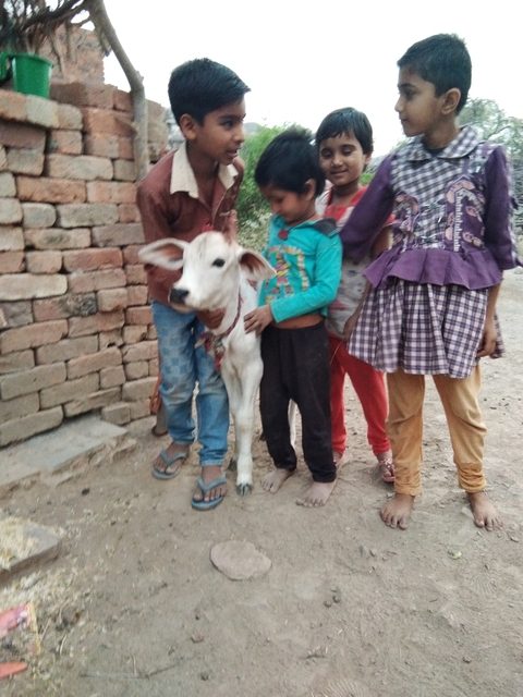 Children posing with a cow on a village street.