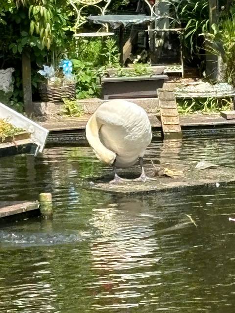      Bird perched by a water body near greenery.
  