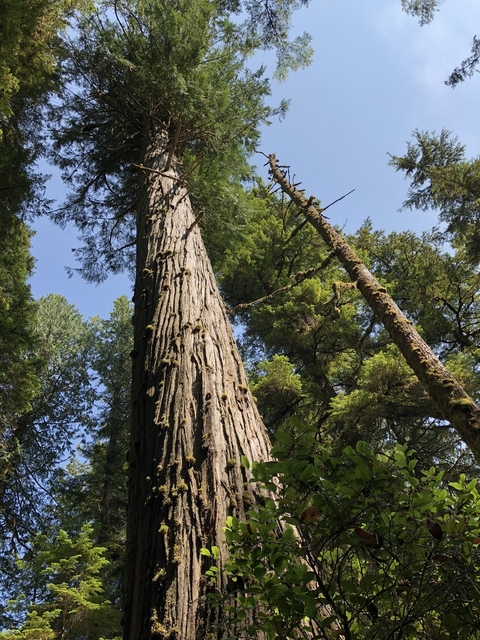 Close-up view of tall trees in a dense forest.