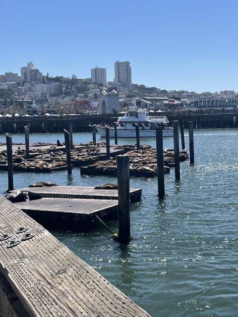 Sea lions on docks with a city skyline in the background.