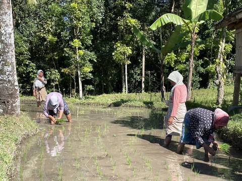       People working in a rice field with greenery.
  