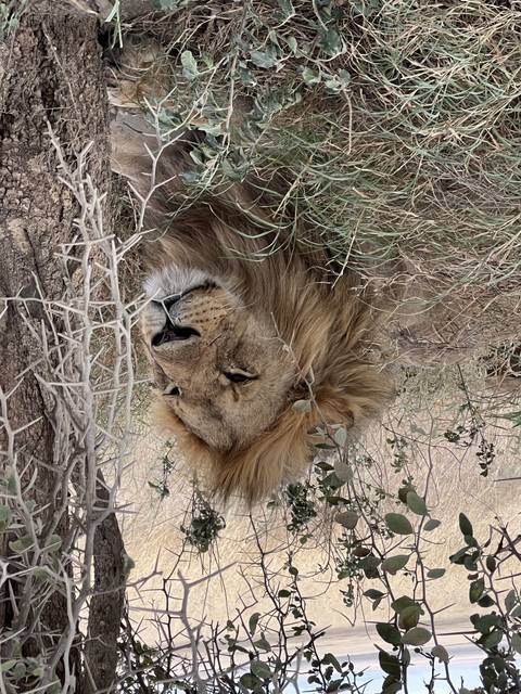       Lion resting on the ground surrounded by foliage.
  