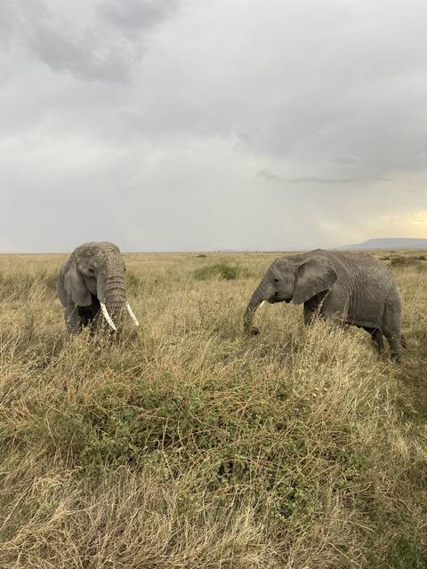       Two elephants standing in a grassy field.
  