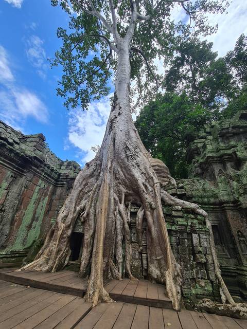 Large tree growing over ancient ruins.