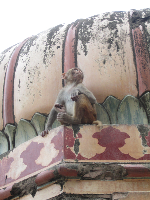 Monkey sitting on a stone ledge with a decorated column.