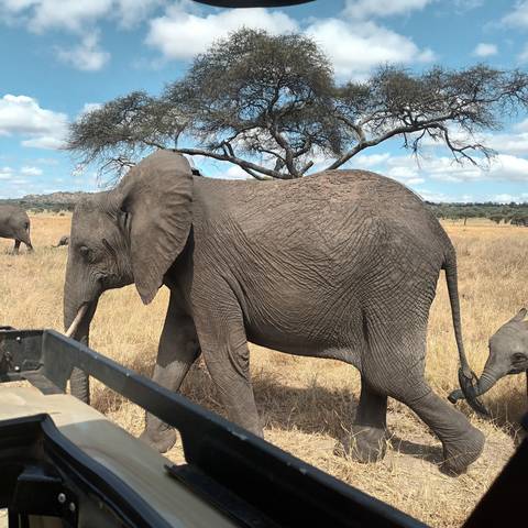 Elephant close-up with a tree in the background.